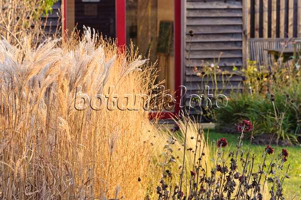 467061 - Chinese silver grass (Miscanthus sinensis) and withered perennials