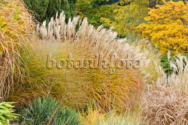 477177 - Chinese silver grass (Miscanthus sinensis)