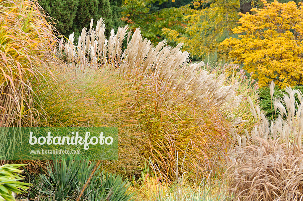 477177 - Chinese silver grass (Miscanthus sinensis)