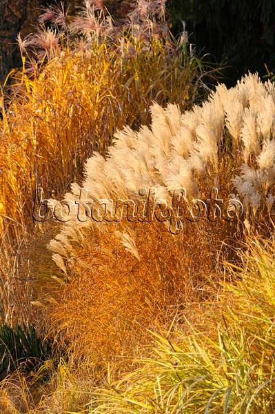 478033 - Chinese silver grass (Miscanthus sinensis)
