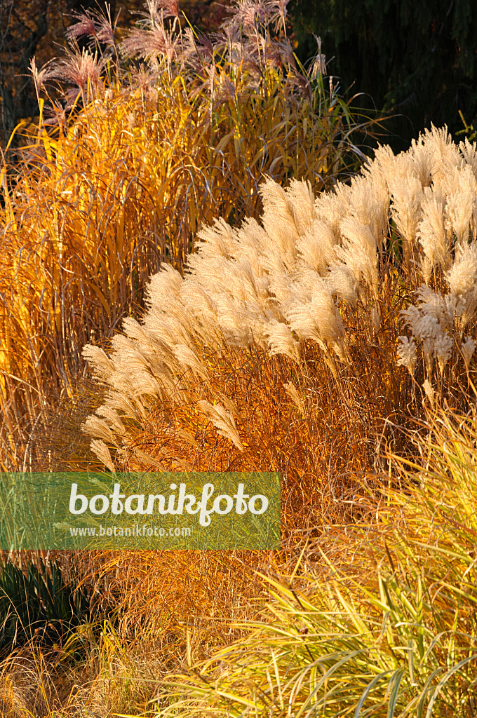 478033 - Chinese silver grass (Miscanthus sinensis)