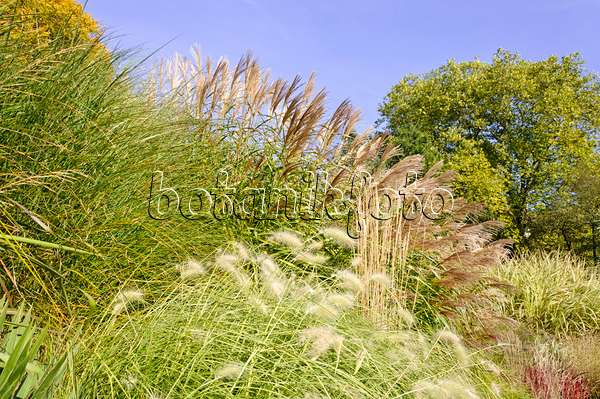 489081 - Chinese silver grass (Miscanthus sinensis)