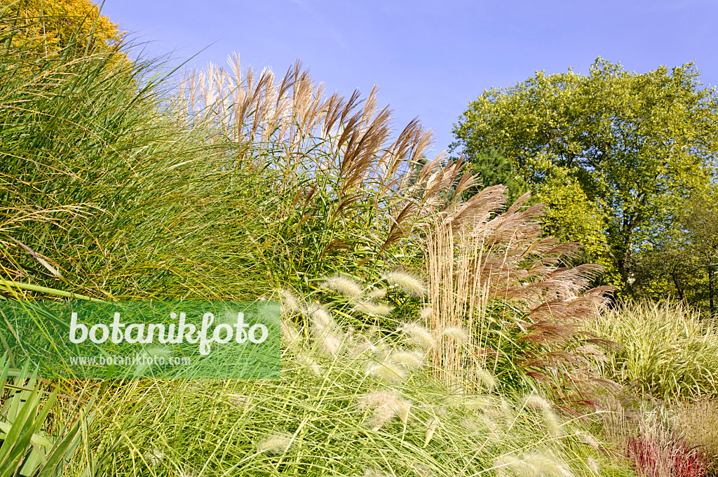 489081 - Chinese silver grass (Miscanthus sinensis)