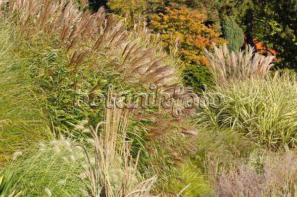 489082 - Chinese silver grass (Miscanthus sinensis)