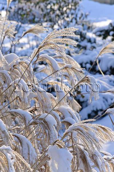 491029 - Chinese silver grass (Miscanthus sinensis)