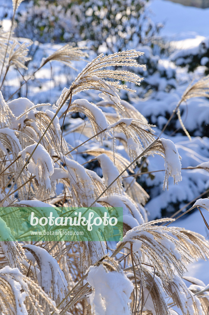 491029 - Chinese silver grass (Miscanthus sinensis)