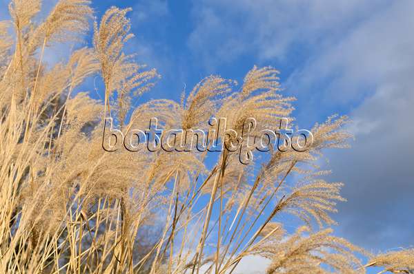 493015 - Chinese silver grass (Miscanthus sinensis)