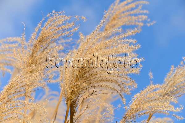 493016 - Chinese silver grass (Miscanthus sinensis)