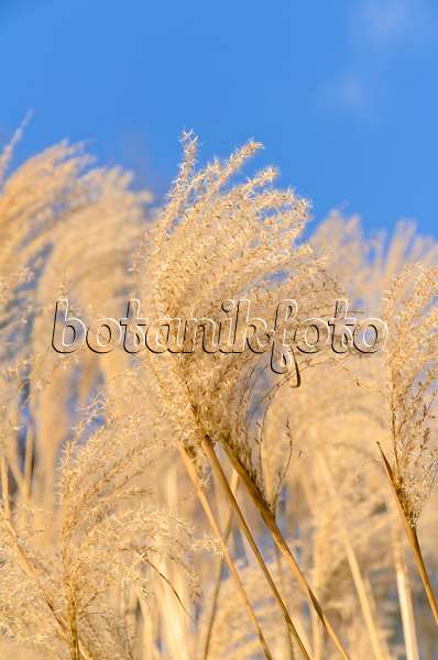 493017 - Chinese silver grass (Miscanthus sinensis)