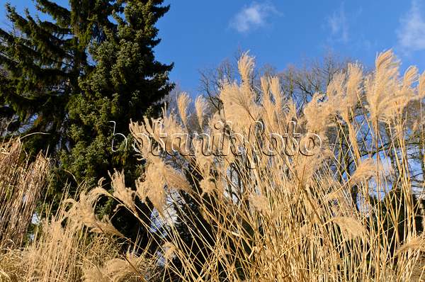 493018 - Chinese silver grass (Miscanthus sinensis)
