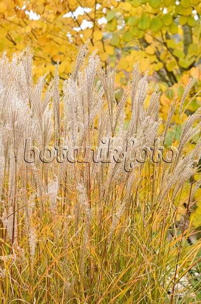 525065 - Chinese silver grass (Miscanthus sinensis)