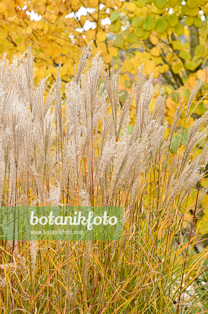 525065 - Chinese silver grass (Miscanthus sinensis)