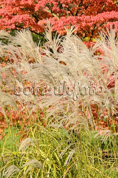 525359 - Chinese silver grass (Miscanthus sinensis)