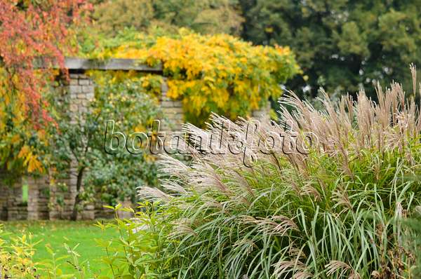 525384 - Chinese silver grass (Miscanthus sinensis)