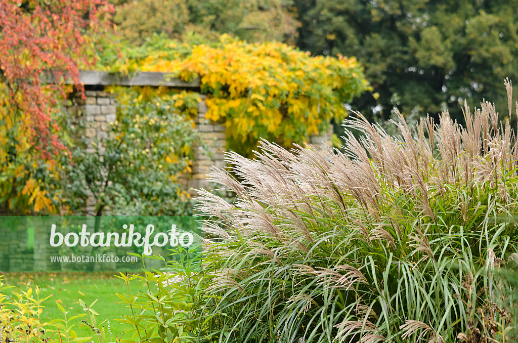 525384 - Chinese silver grass (Miscanthus sinensis)