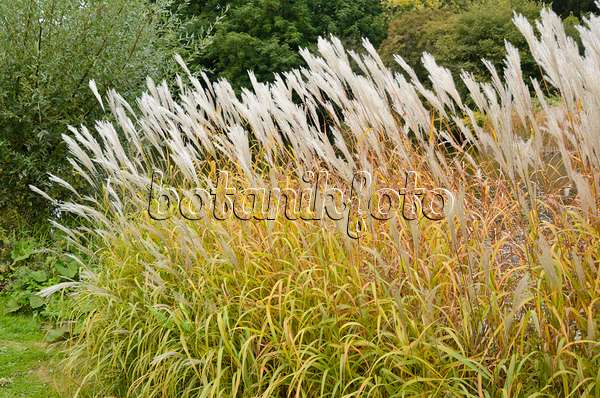 549039 - Chinese silver grass (Miscanthus sinensis)