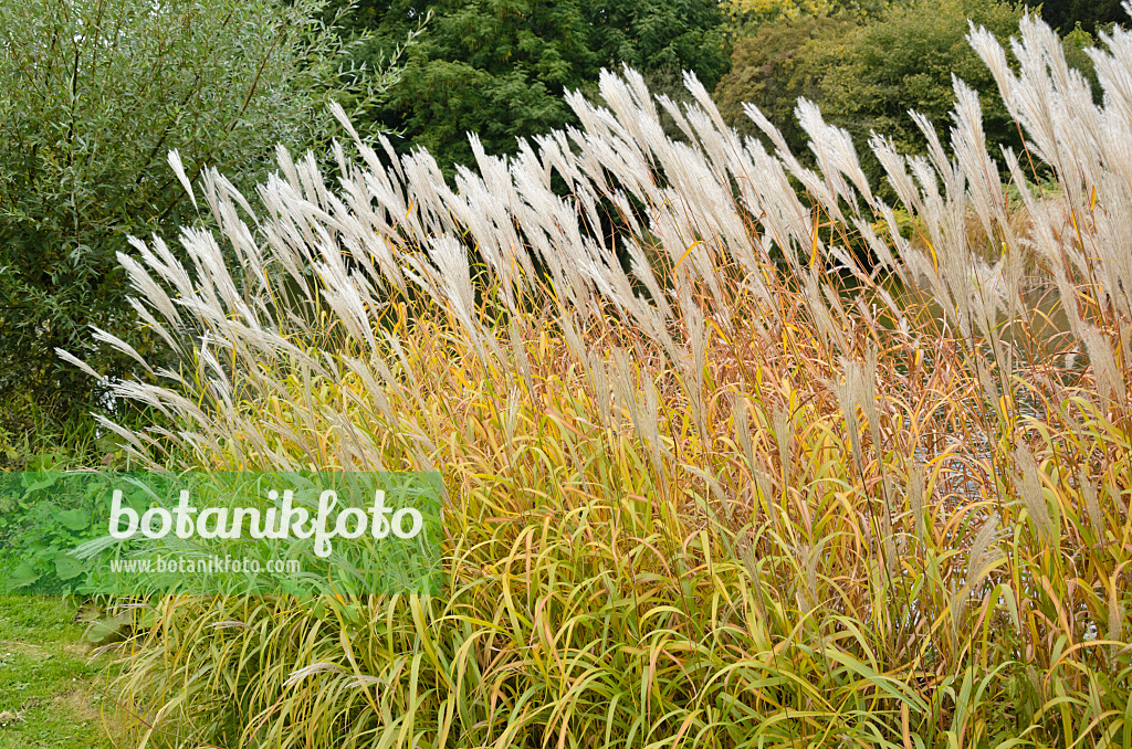 549039 - Chinese silver grass (Miscanthus sinensis)