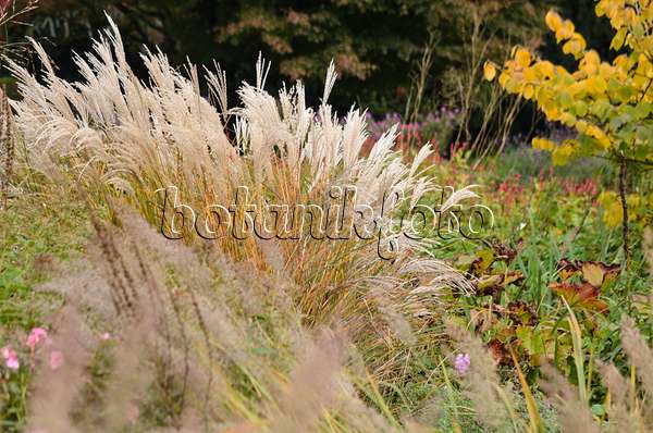 549050 - Chinese silver grass (Miscanthus sinensis)