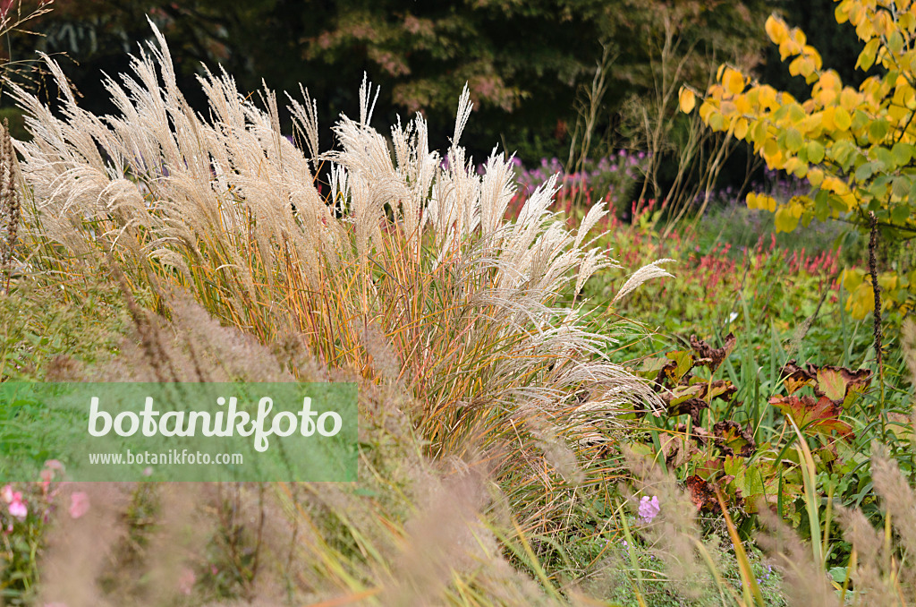 549050 - Chinese silver grass (Miscanthus sinensis)