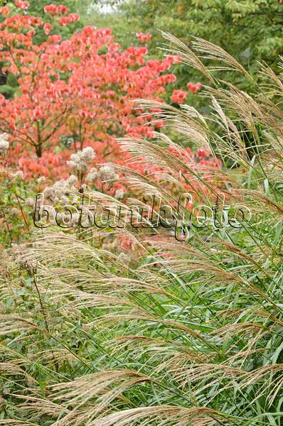 549159 - Chinese silver grass (Miscanthus sinensis)