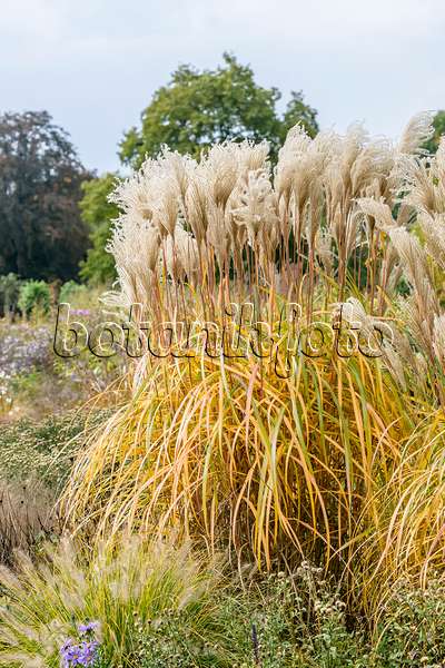 593145 - Chinese silver grass (Miscanthus sinensis 'Malepartus')
