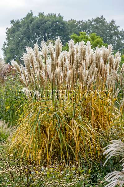 593146 - Chinese silver grass (Miscanthus sinensis 'Malepartus')