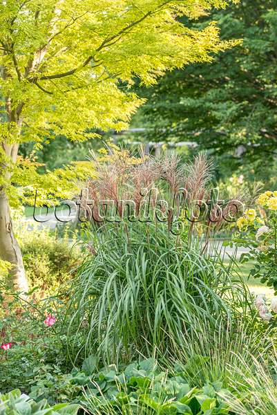 651388 - Chinese silver grass (Miscanthus sinensis 'Malepartus')