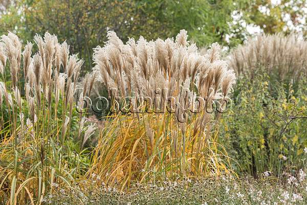 651389 - Chinese silver grass (Miscanthus sinensis 'Malepartus')