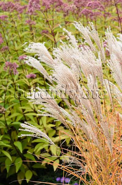 525077 - Chinese silver grass (Miscanthus sinensis 'Werner Neuflies')