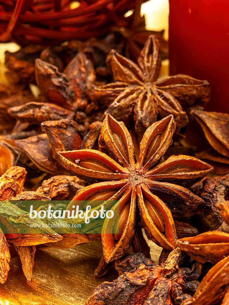 444045 - Chinese star anise (Illicium verum)