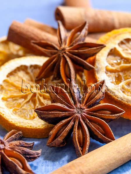444076 - Chinese star anise (Illicium verum), orange (Citrus sinensis) and Chinese cinnamom (Cinnamomum aromaticum)