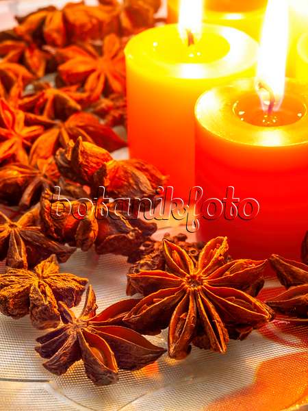 444055 - Chinese star anise (Illicium verum) with Christmas decoration