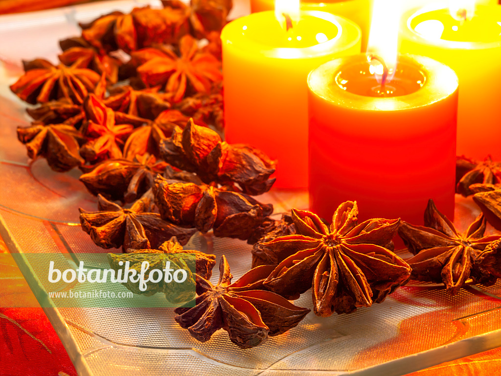 444056 - Chinese star anise (Illicium verum) with Christmas decoration