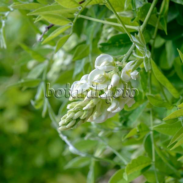 575358 - Chinese wisteria (Wisteria sinensis 'Nivea')