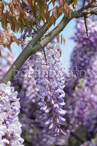 607240 - Chinese wisteria (Wisteria sinensis 'Texas Purple')