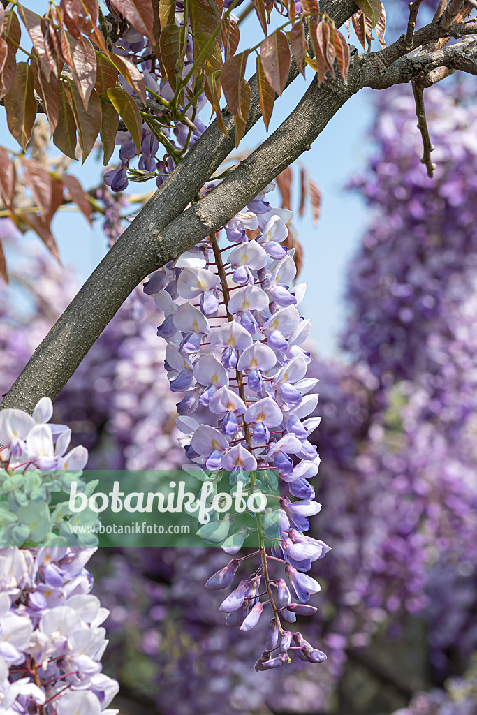 607240 - Chinese wisteria (Wisteria sinensis 'Texas Purple')