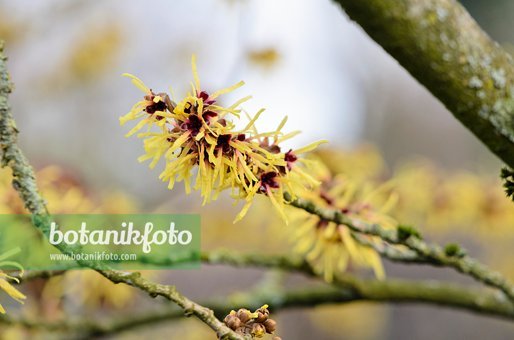 553056 - Chinese witch hazel (Hamamelis mollis)