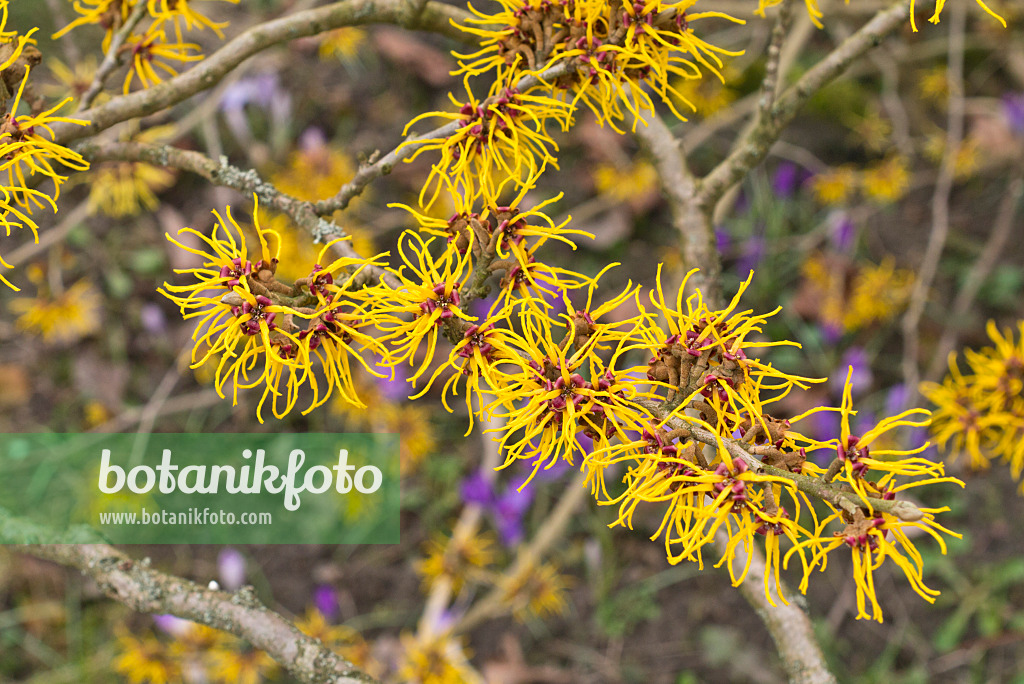 554066 - Chinese witch hazel (Hamamelis mollis)