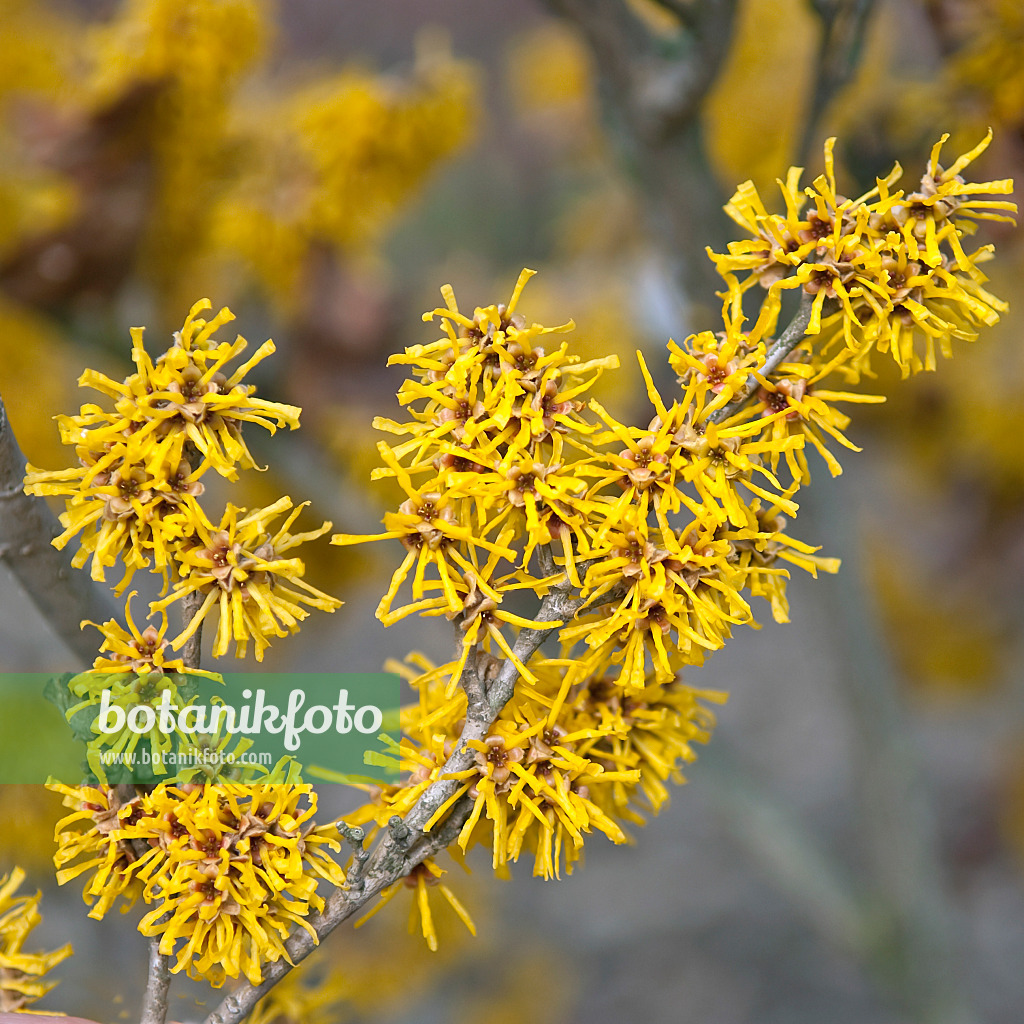 502212 - Chinese witch hazel (Hamamelis mollis 'Brevipetala')