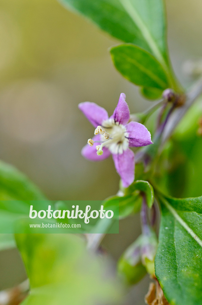 476033 - Chinese wolfberry (Lycium chinense)