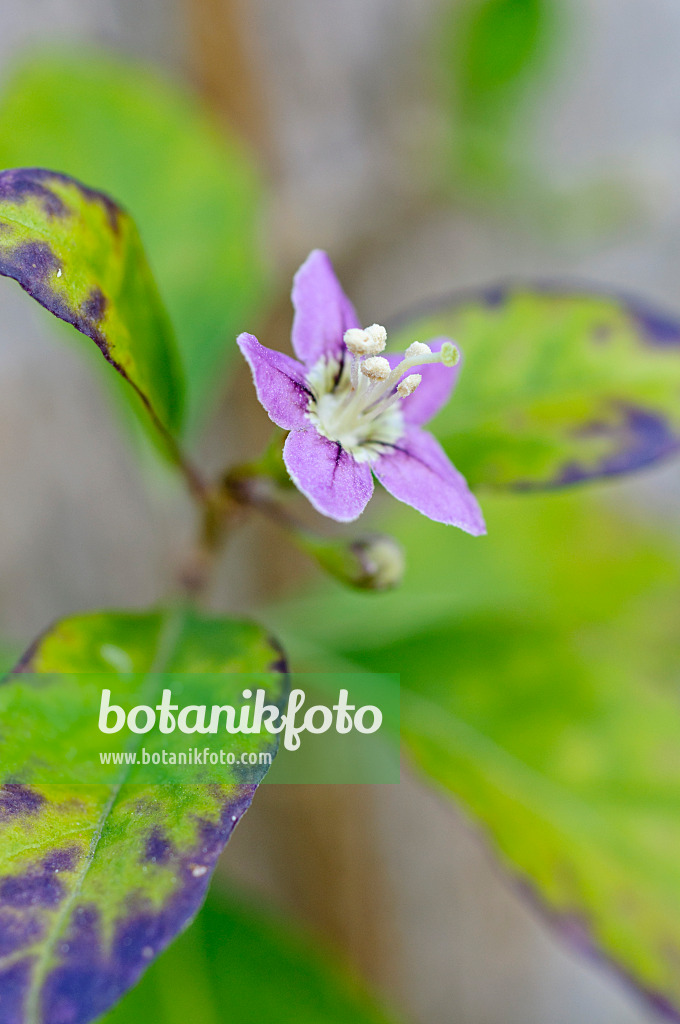 476034 - Chinese wolfberry (Lycium chinense)