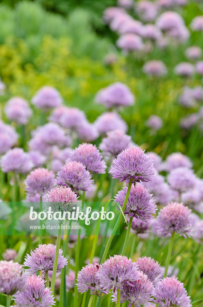 496395 - Chives (Allium schoenoprasum)