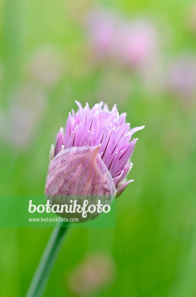 508115 - Chives (Allium schoenoprasum)