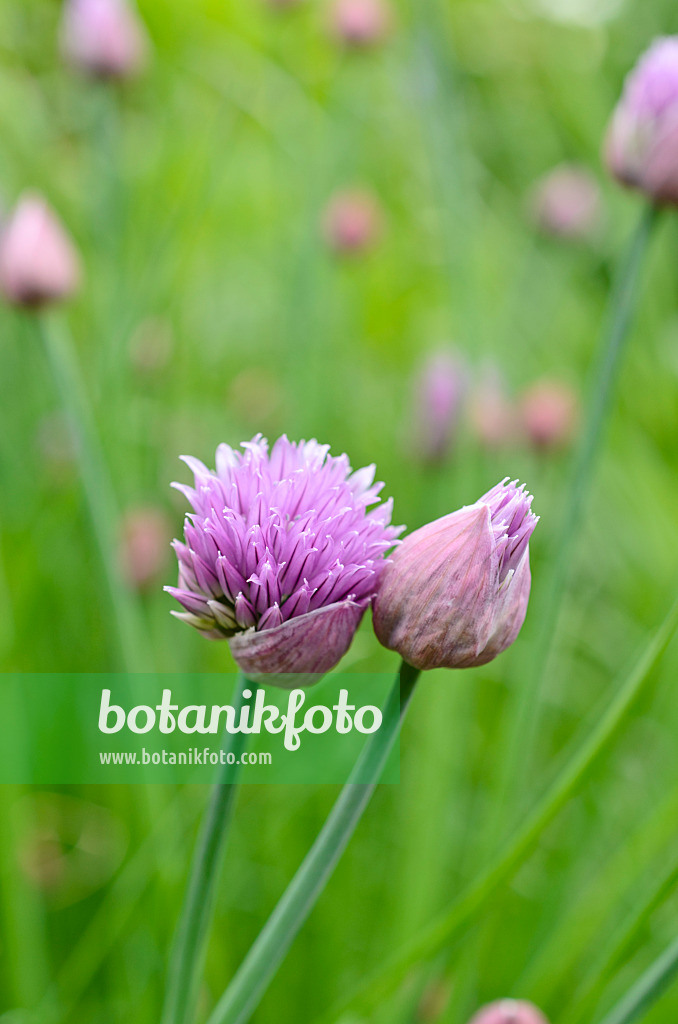 508116 - Chives (Allium schoenoprasum)