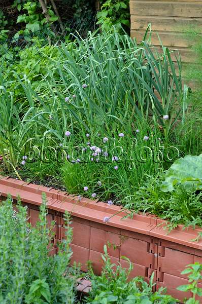 497051 - Chives (Allium schoenoprasum) and garden onion (Allium cepa) in a raised bed