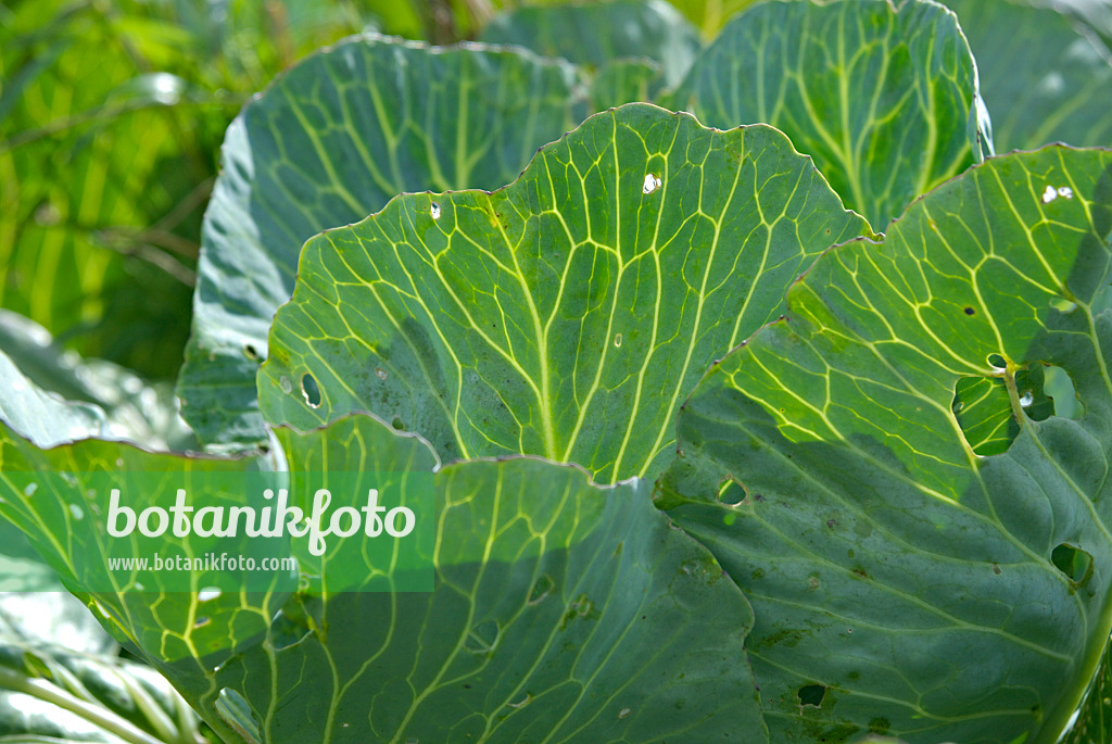 457042 - Chou blanc (Brassica oleracea var. capitata f. alba)