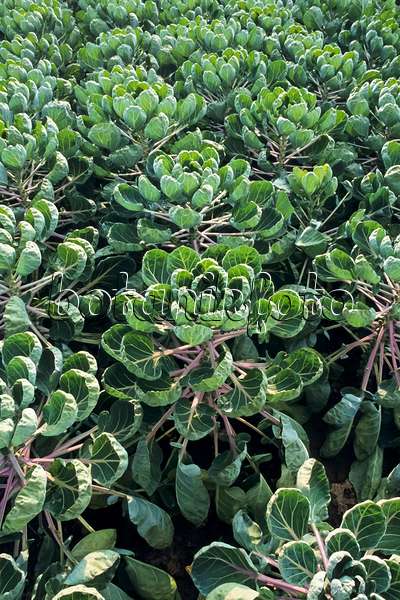 393045 - Chou de Bruxelles (Brassica oleracea var. gemmifera)