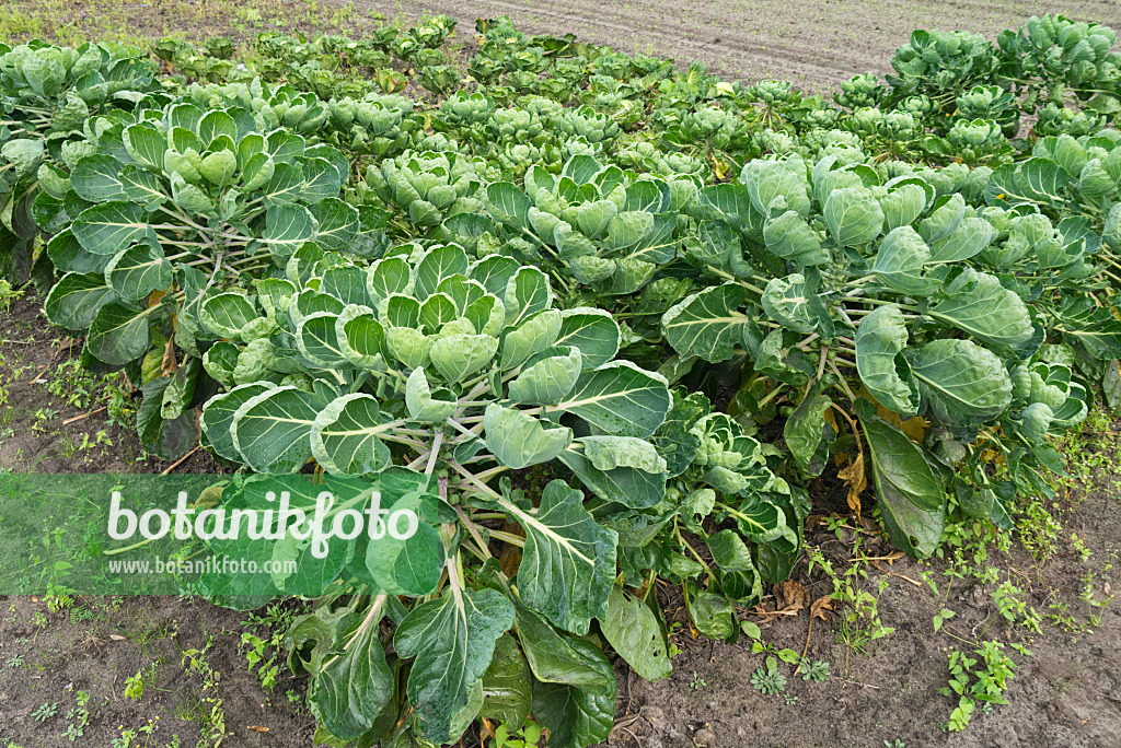 536215 - Chou de Bruxelles (Brassica oleracea var. gemmifera)