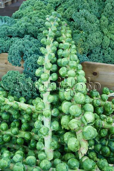 609059 - Chou de Bruxelles (Brassica oleracea var. gemmifera)