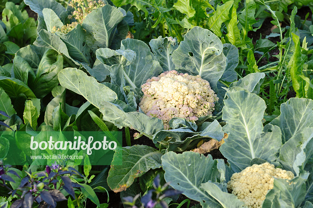 474508 - Chou-fleurs (Brassica oleracea var. botrytis 'Clapton')